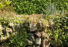 Generous mature gardens